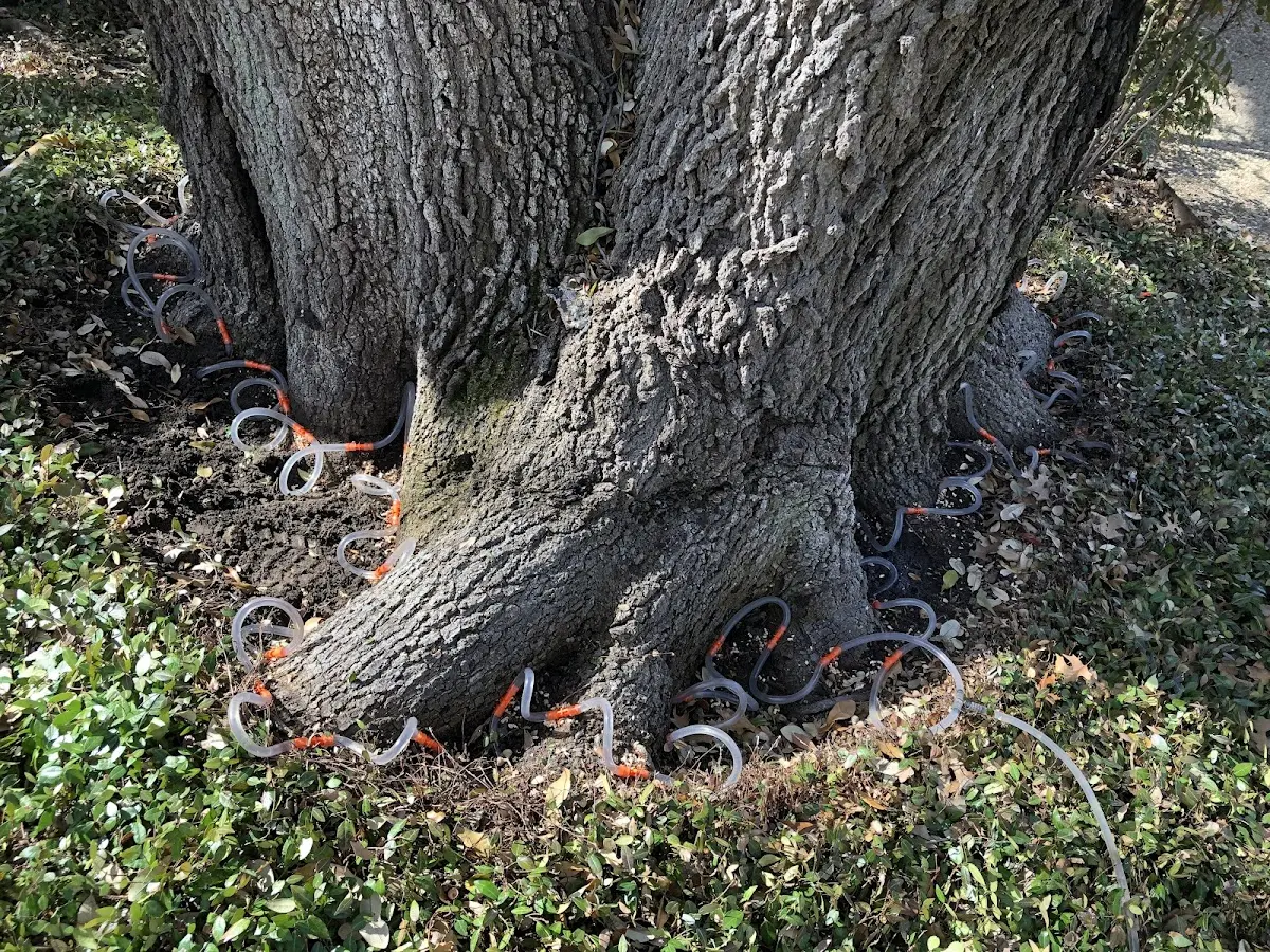 Detailed Tree Cabling and Bracing job site in Memphis